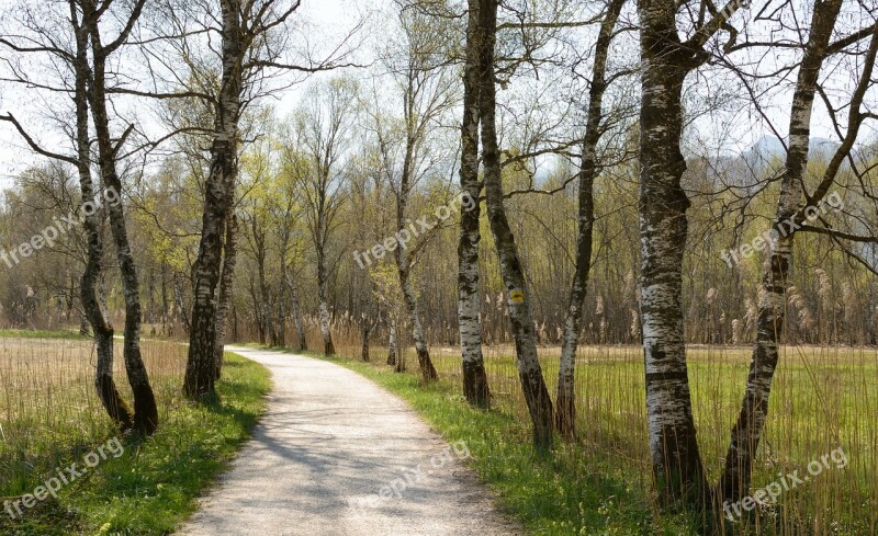 Avenue Birch Away Spring Trail