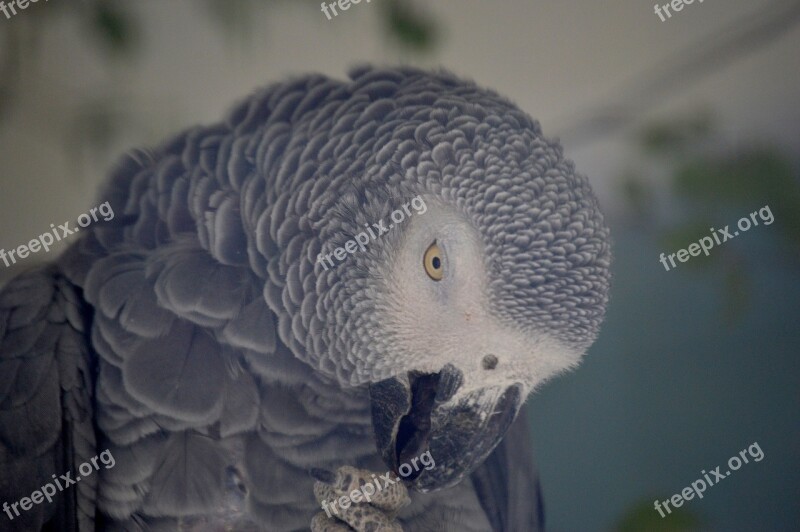 Parrot Grey Feather Bird African Grey Parrot