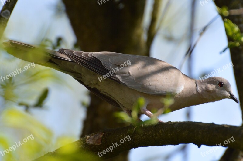 Dove Grey Tree Sunny Nature