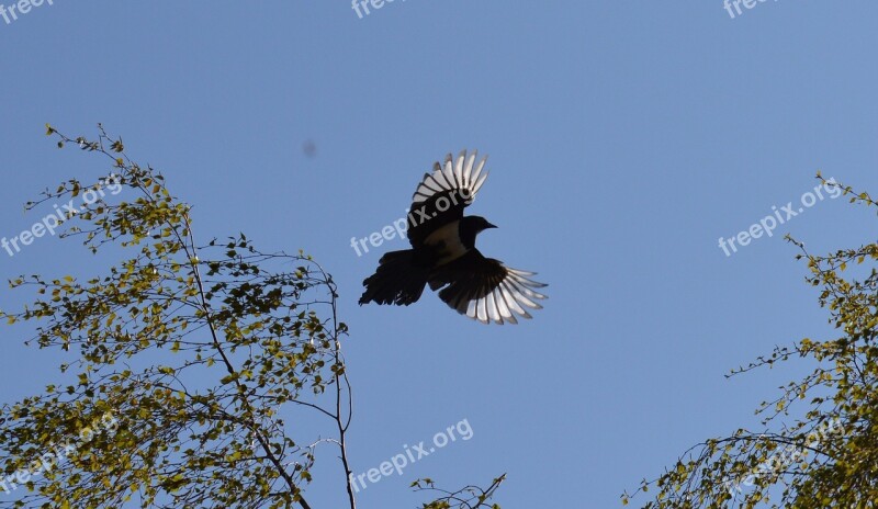 Elster Flight Feather Bird Raven Bird