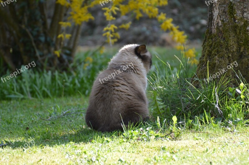 Cat Mieze British Shorthair Animal Cute