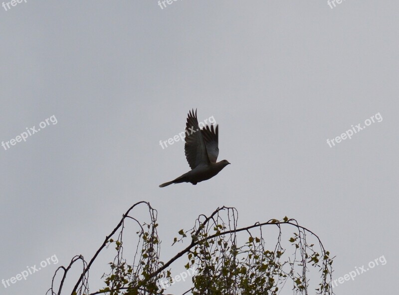 Dove Grey Tree Nature Plumage