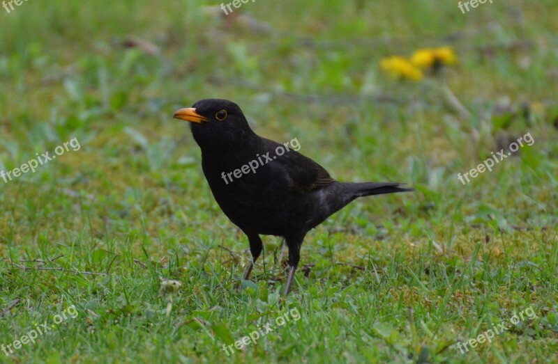 Blackbird Bird Flying Nature Animal