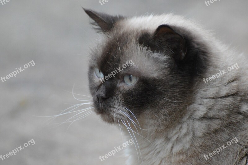 Cat British Shorthair Mieze Blue Eye Fur