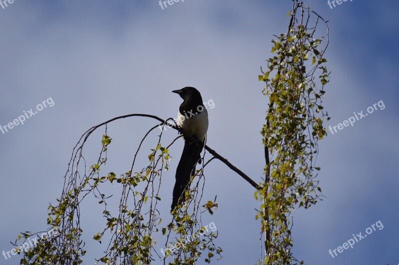 Elster Flight Feather Bird Raven Bird