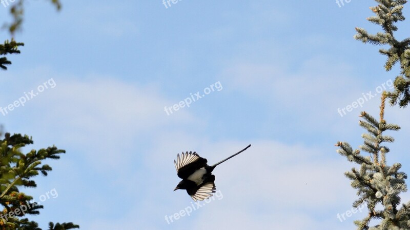 Elster Flight Feather Bird Raven Bird