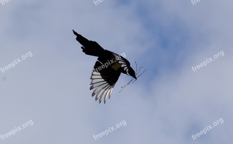 Elster Flight Feather Bird Raven Bird