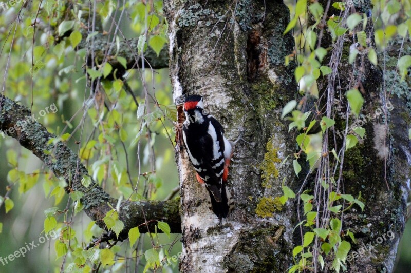 Woodpecker Bird Colorful Feather Flying