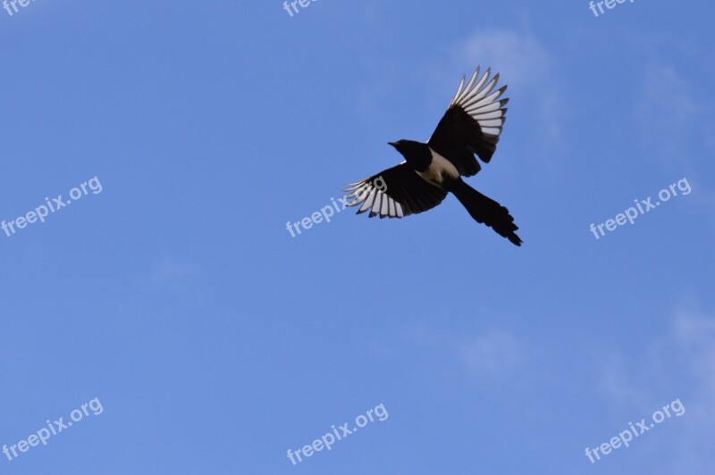 Elster Flight Feather Bird Raven Bird