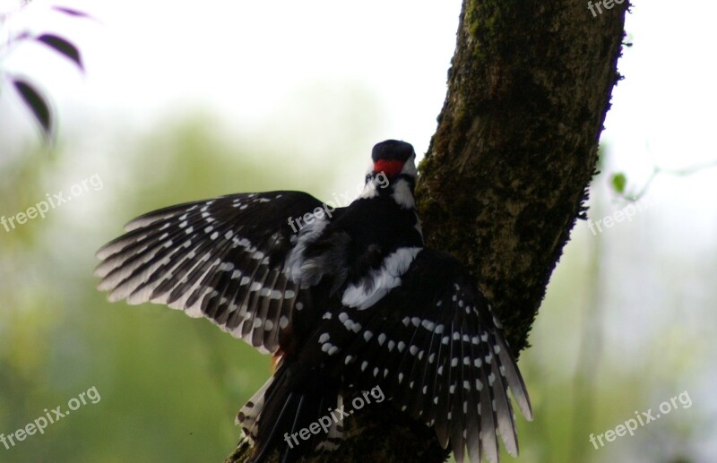 Woodpecker Bird Colorful Feather Flying