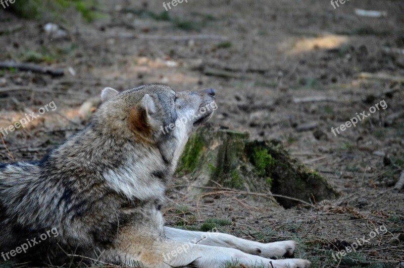 Wolf Fur Animal World Predator Nature