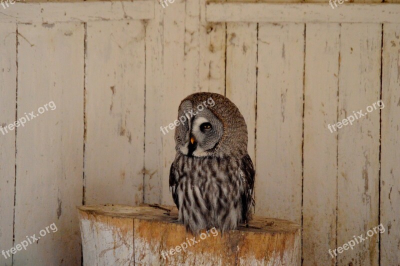 Owl Bird Feather Plumage Animal