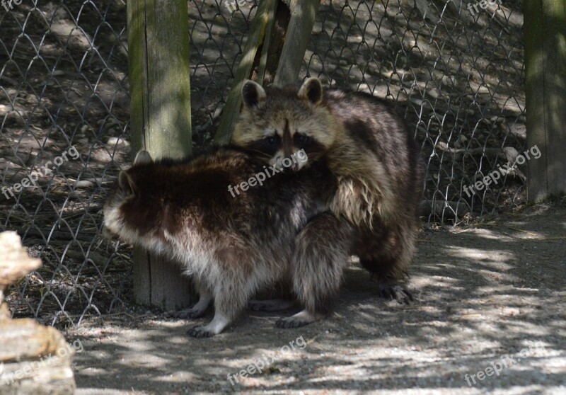 Raccoon Pair For Two Togetherness Couple