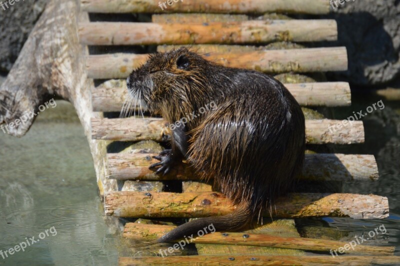 Water Rat Fur Swim Water Animals