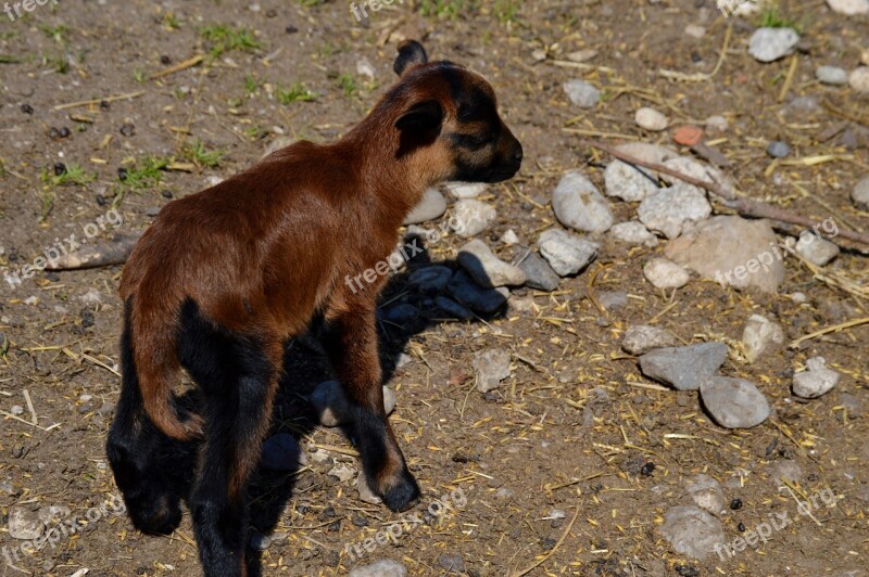 Goat Animal Animal World Nature Cute