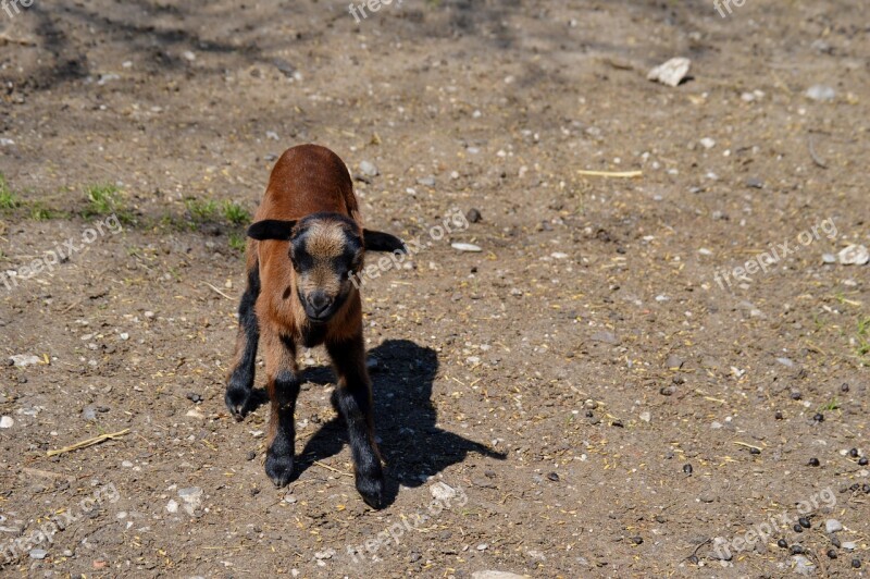 Goat Animal Animal World Nature Cute