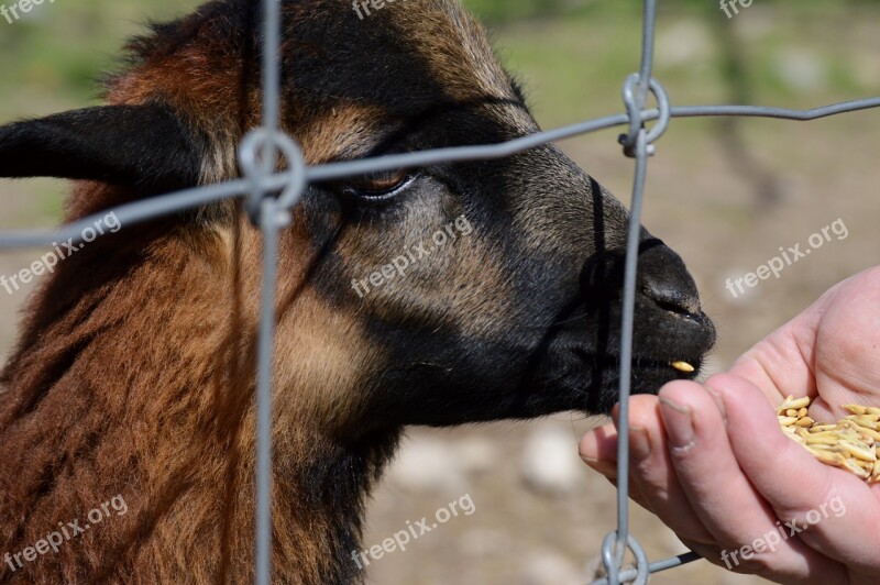 Goat Animal Animal World Nature Cute