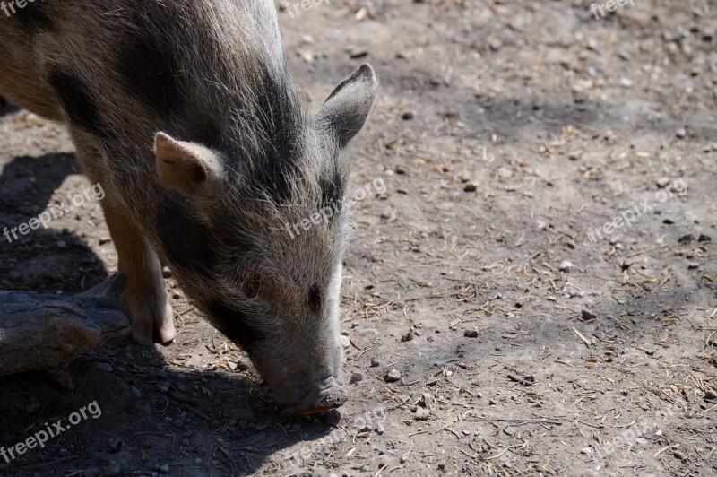 Pig Animal Nature Mammal Piglet