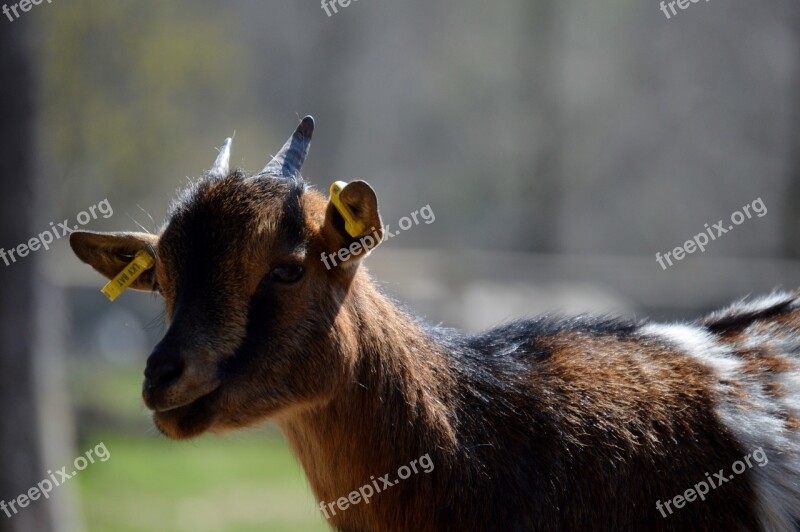 Goat Animal Animal World Nature Cute