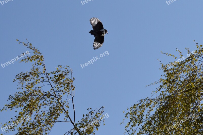 Elster Flight Feather Bird Raven Bird