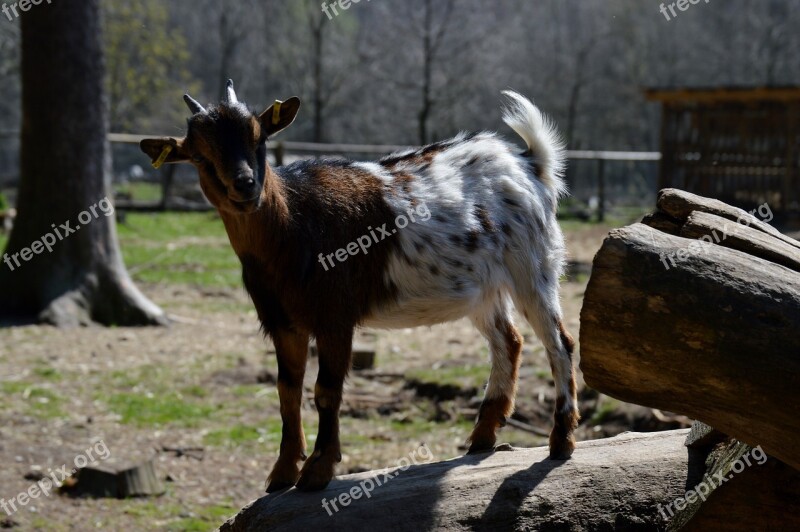 Goat Animal Animal World Nature Cute