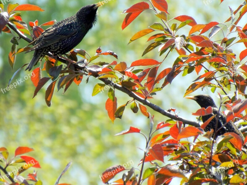 Birds Starling Black Pair Love