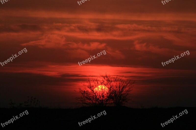 Sunset Sun Red Tree Sky