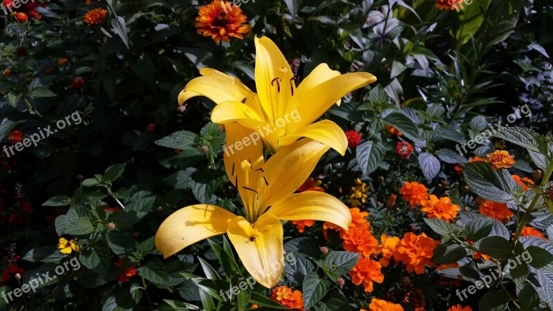 Lilies Flower Yellow Plant Nature