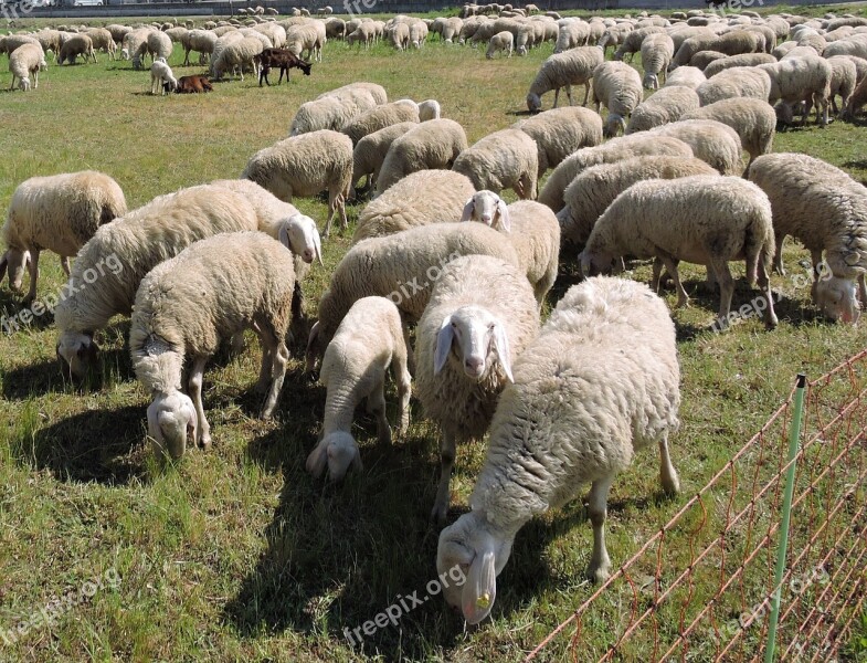 Sheep Flock Grass Prato Green