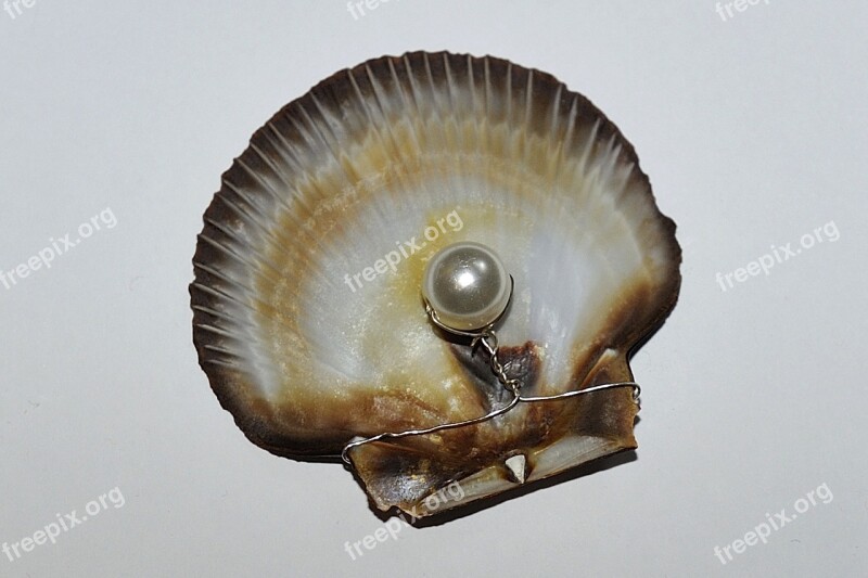 Pearl Valuable Nature Free Photos