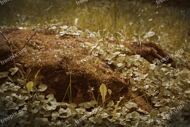 Mystical Dreamy Old Tree Stump Rots