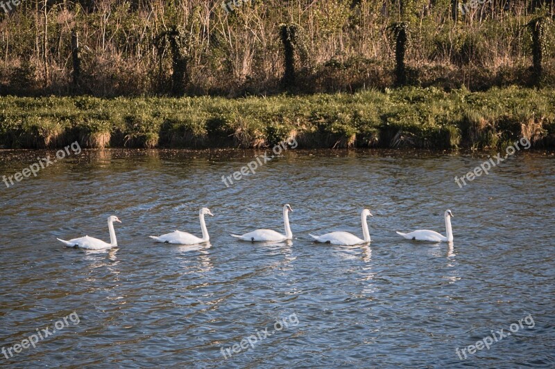 Swans Group Water Current Water Courses