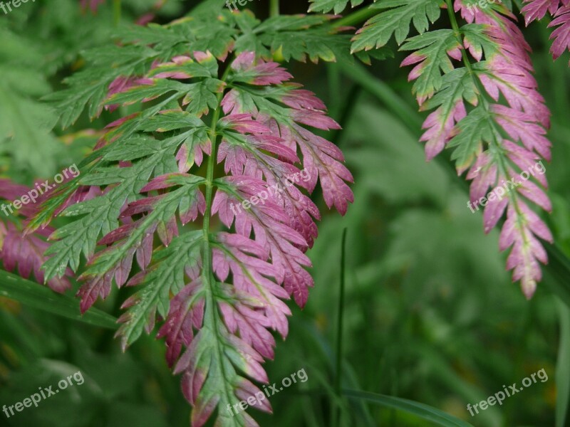 Fern Leaf Plant Purple Howdy