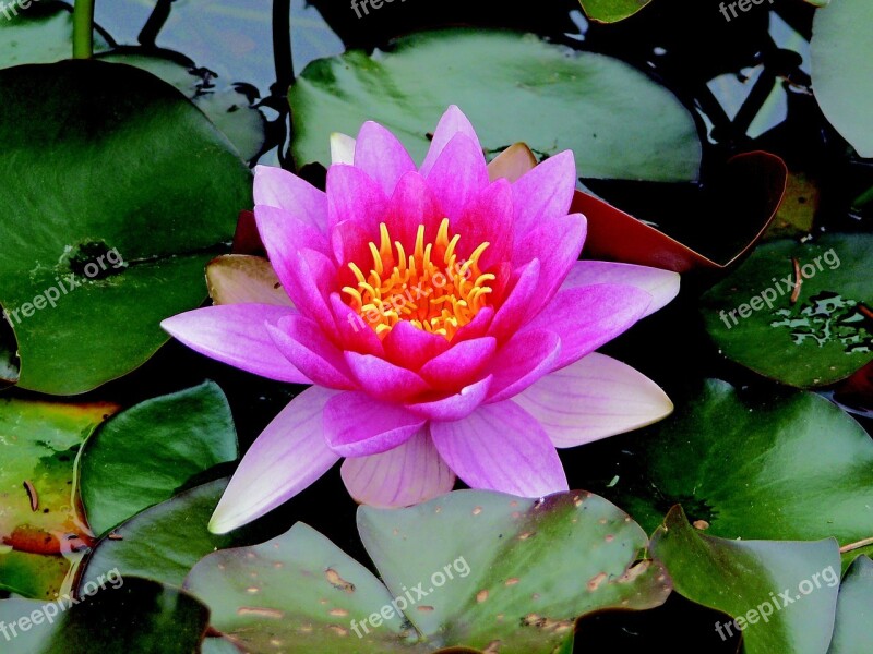 Water Lily Water Plant Garden Nature