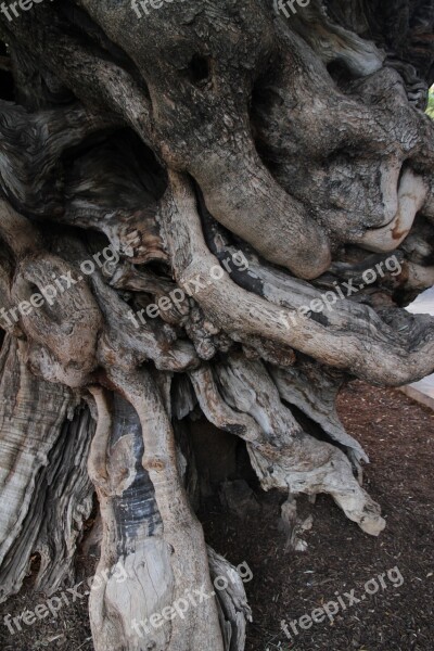 Olive Texture Wood Free Photos