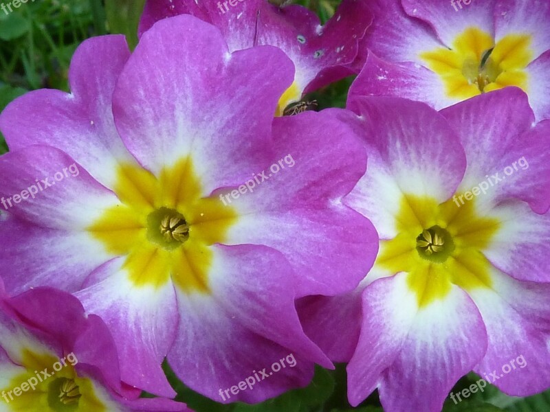 Primrose Pink Blossom Bloom Garden