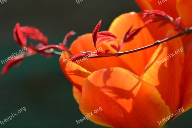 Flower Tulip Petal Maple Free Photos