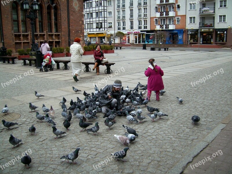 Kołobrzeg The Market The Old Town Pigeons Little Girl