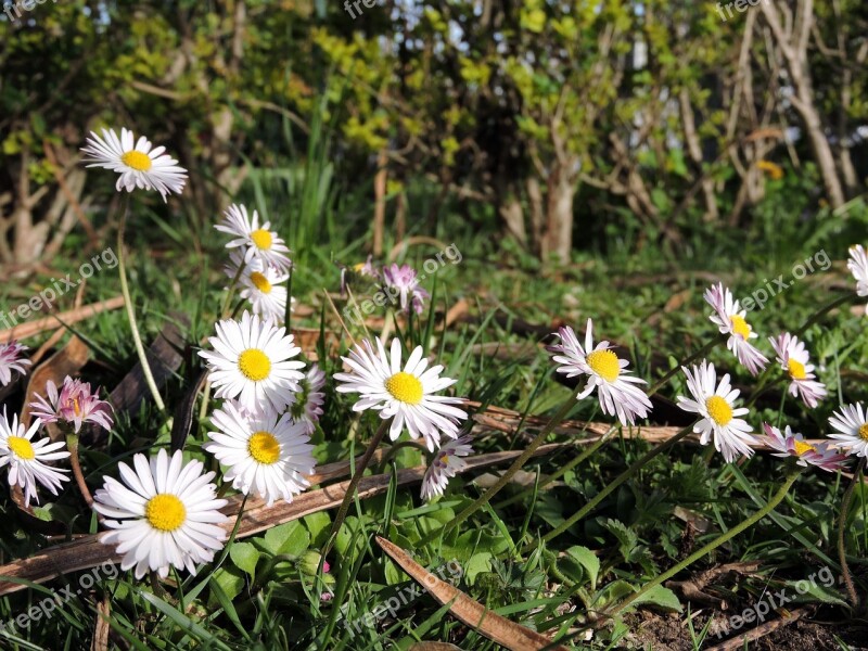 Margaret Grass Green Nature Prato