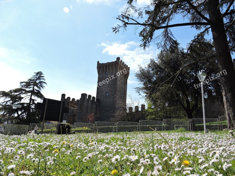 Castle Green Daisies Torre Walls