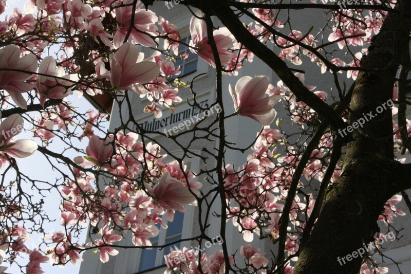 Magnolia Spring Blossom Bloom Bush