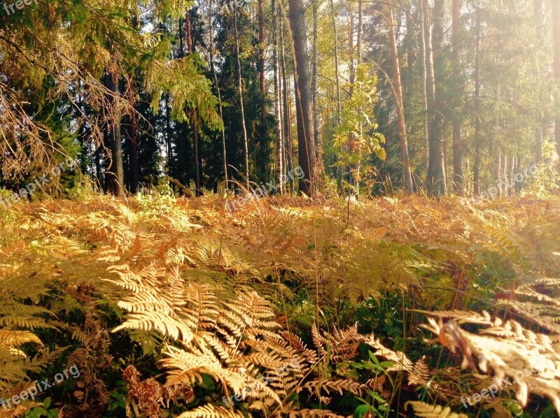 Glade Fern Forest Free Photos