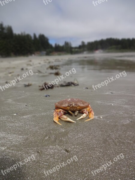 Crab Pacific Rim Vancouver Island Beach Deserted