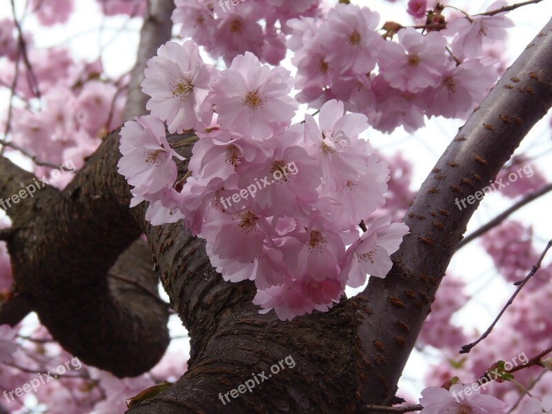 Sakura Pink Cherry Blossom Spring