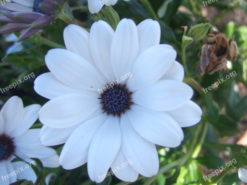 Flower White Purple Cool Colors