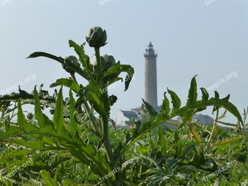 Brittany Landscape Artichoke Lighthouse France