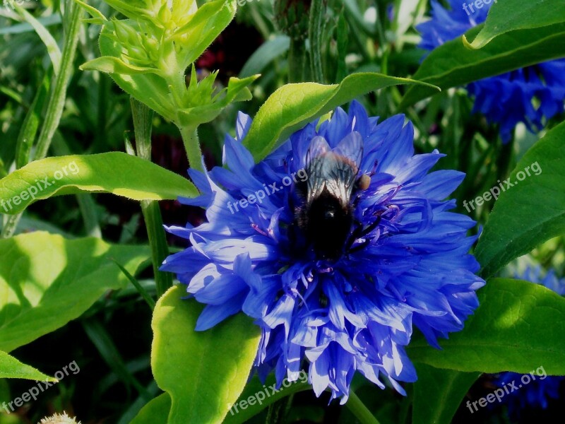 Blue Flower Bumblebee Nature Garden