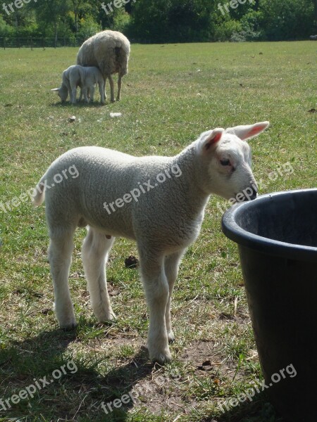 Lamb Drinking Bucket Grass Spring