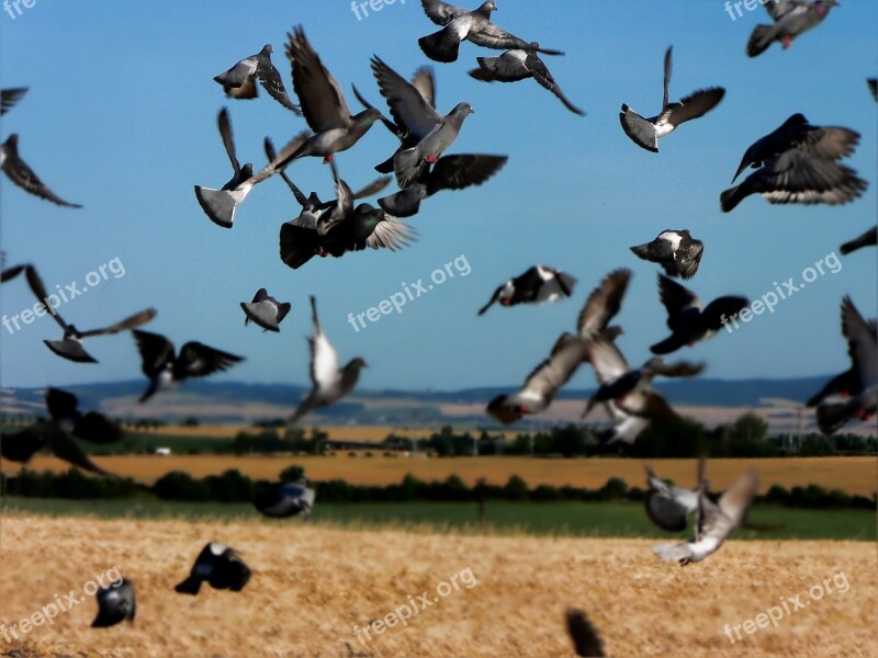 Birds Pigeon Field Nature Free Photos