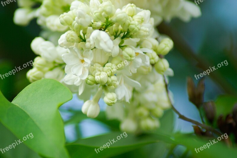 Flower Lilac White Flowers Garden Free Photos